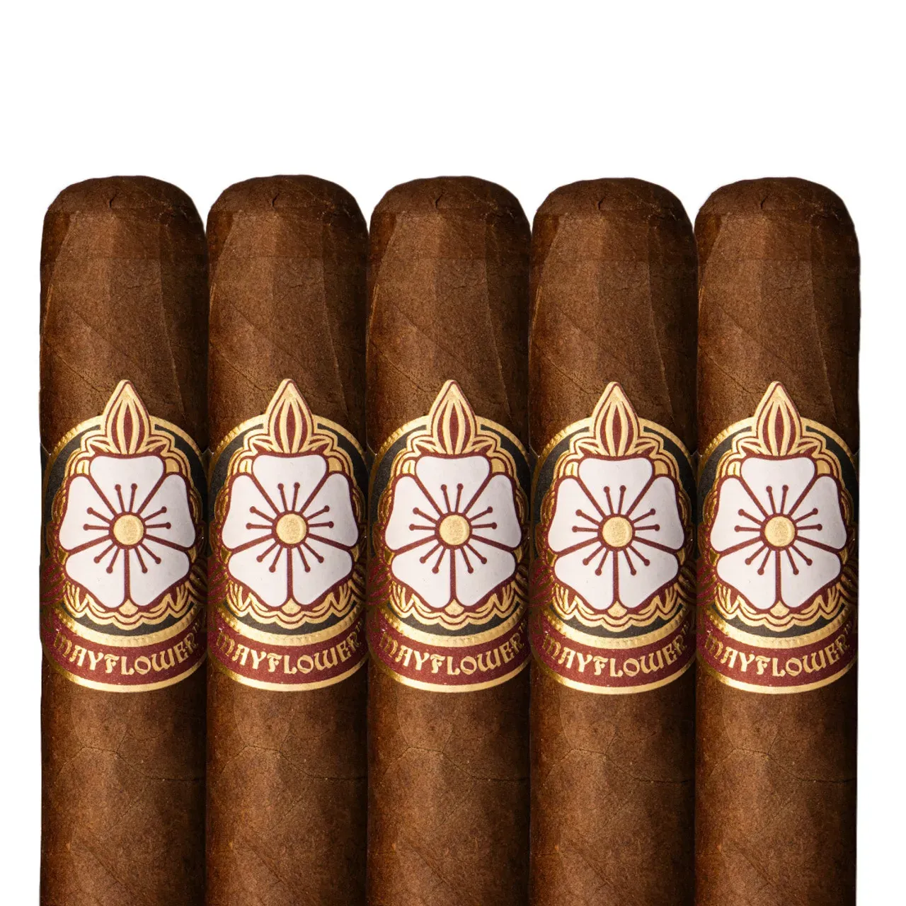 Mayflower Dawn - Toro